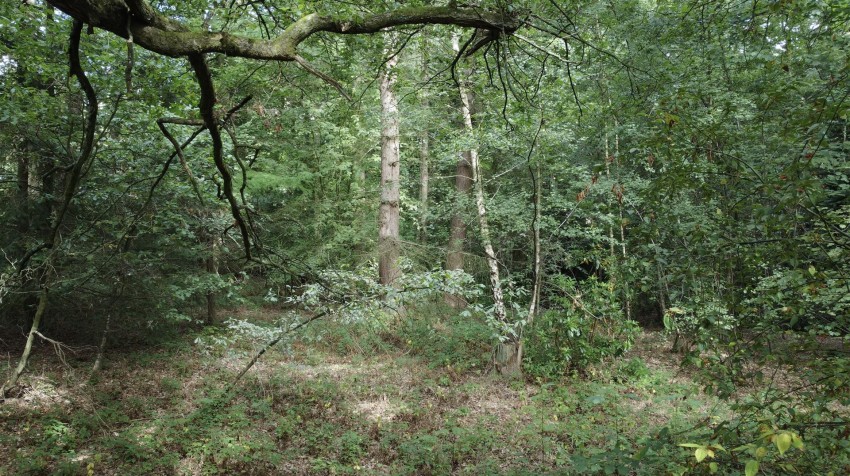 Images for Haggnook Wood, Ravenshead, Nottingham