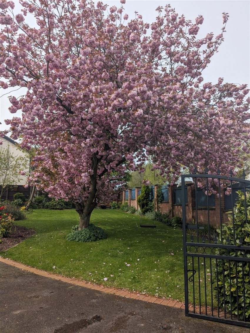 Images for The Avenue, Mansfield