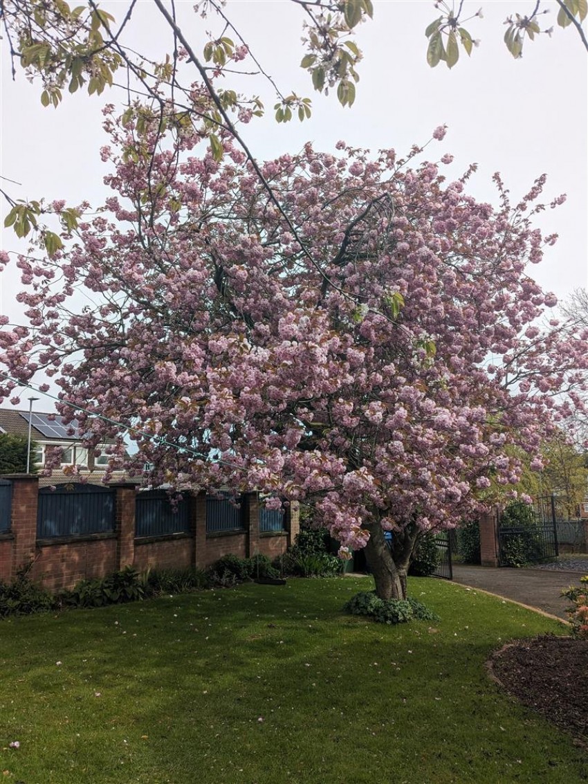 Images for The Avenue, Mansfield
